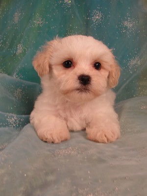 Male White with light apricot Shih Tzu Bichon Puppy Ready Now! 